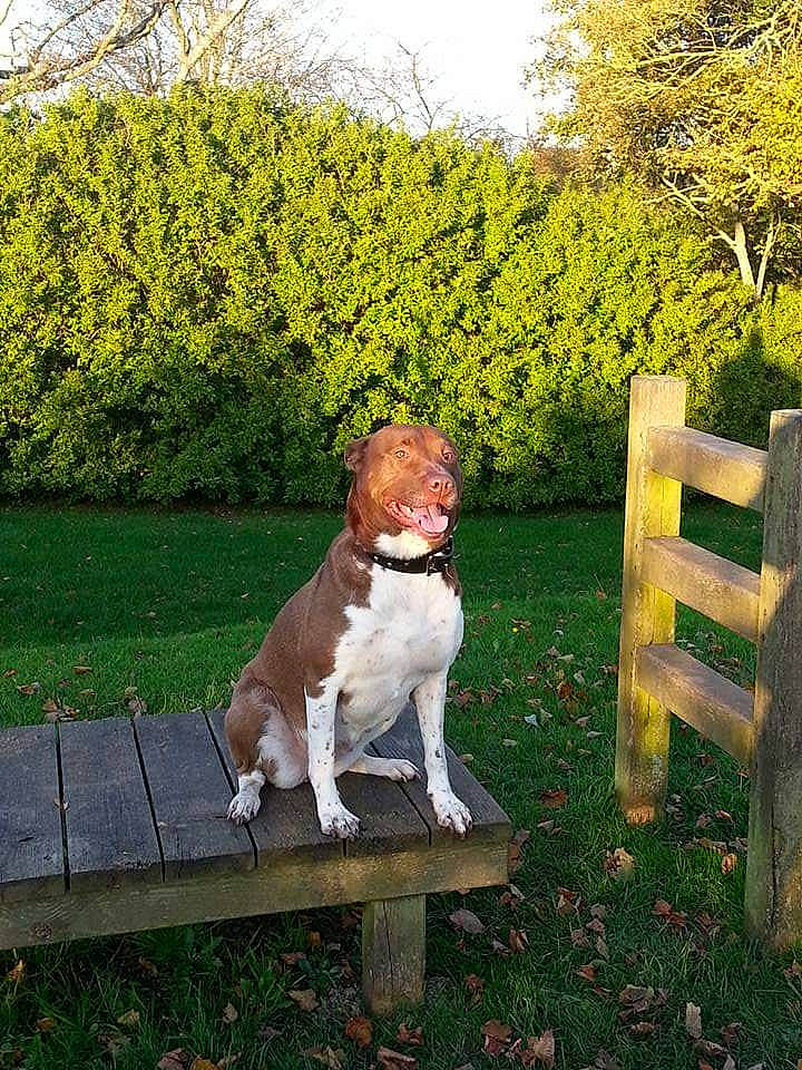 Hisis a rejoint le concours — aidez-le/la à gagner de superbes lots ! american_bulldog, american_staffordshire_terrier, autumn, canidae, carnivore, companion_dog, dog, dog_breed, dorset_olde_tyme_bulldogge, fawn, grass, mammal, non_sporting_group, sporting_group, tail, tree, vertebrate