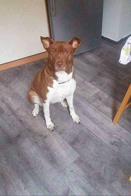 Hisis a rejoint le concours — aidez-le/la à gagner de superbes lots ! american_pit_bull_terrier, canidae, carnivore, companion_dog, dog, dog_breed, fawn, feist, hunting_dog, mammal, pit_bull, plummer_terrier, puppy, rare_breed_dog, sporting_group, tail, vertebrate