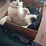 Vickya participe au concours pour gagner de l'argent avec cette photo : black_and_white, box, cardboard, cat, close_up, collar, cozy, curious, domestic_animal, feline, fur, indoor, paw, pet, playful, raised_paw, relaxed, resting, whiskers, wooden_floor