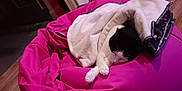 Vickya a rejoint le concours — aidez-le/la à gagner de superbes lots ! animal, black_and_white_cat, blanket, cat, comfort, cozy, cute, feline, fur, home, indoor, peaceful, pet, pink_bean_bag, quiet, relaxation, resting, sleeping, soft, wooden_floor