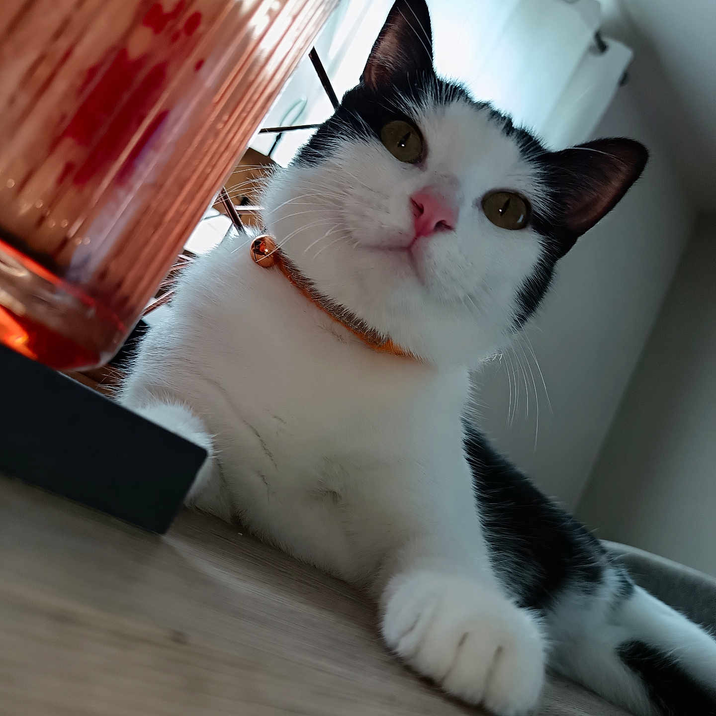 Vickya a rejoint le concours — aidez-le/la à gagner de superbes lots ! animal, bell, black_and_white, cat, closeup, collar, curious, ears, eyes, feline, floor, glass, indoor, natural_light, pet, relaxed, table, whiskers, window, wooden_surface