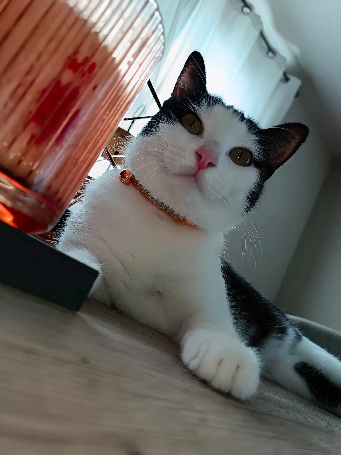 Vickya a rejoint le concours — aidez-le/la à gagner de superbes lots ! animal, bell, black_and_white, cat, closeup, collar, curious, ears, eyes, feline, floor, glass, indoor, natural_light, pet, relaxed, table, whiskers, window, wooden_surface