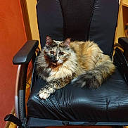 Millie participe au concours pour gagner de l'argent avec cette photo : animal, black_cushion, cat, comfort, cozy, feline, fluffy_fur, fur_pattern, home, indoor, looking_at_camera, orange_wall, paw, pet, relaxed, resting, seated, tail, tortoiseshell_cat, wheelchair