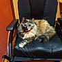 animal, black_cushion, cat, comfort, cozy, feline, fluffy_fur, fur_pattern, home, indoor, looking_at_camera, orange_wall, paw, pet, relaxed, resting, seated, tail, tortoiseshell_cat, wheelchair