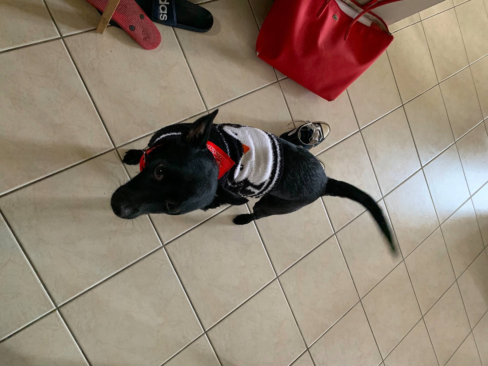 Goku participe au concours pour gagner de l'argent avec cette photo : bag, canidae, carmine, carnivore, collar, companion_dog, dog, dog_breed, dog_collar, dog_supply, fashion_accessory, floor, flooring, fur, leash, luggage_and_bags, pet_supply, tail, tile, working_animal