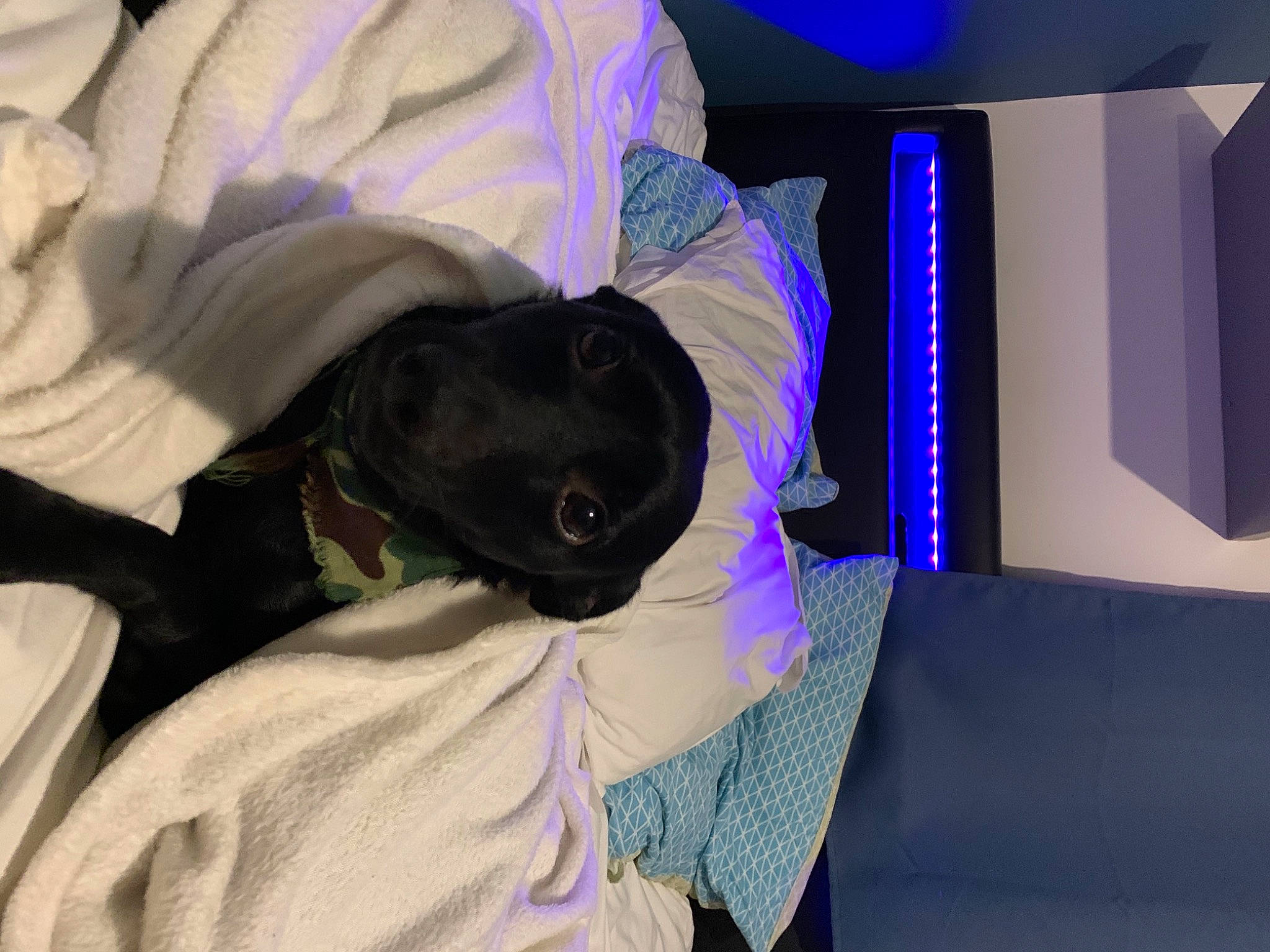 Goku participe au concours pour gagner de l'argent avec cette photo : bed, bed_sheet, bedding, comfort, companion_dog, couch, electric_blue, event, fur, linens, magenta, pillow, purple, room, sofa_bed, studio_couch, textile, violet