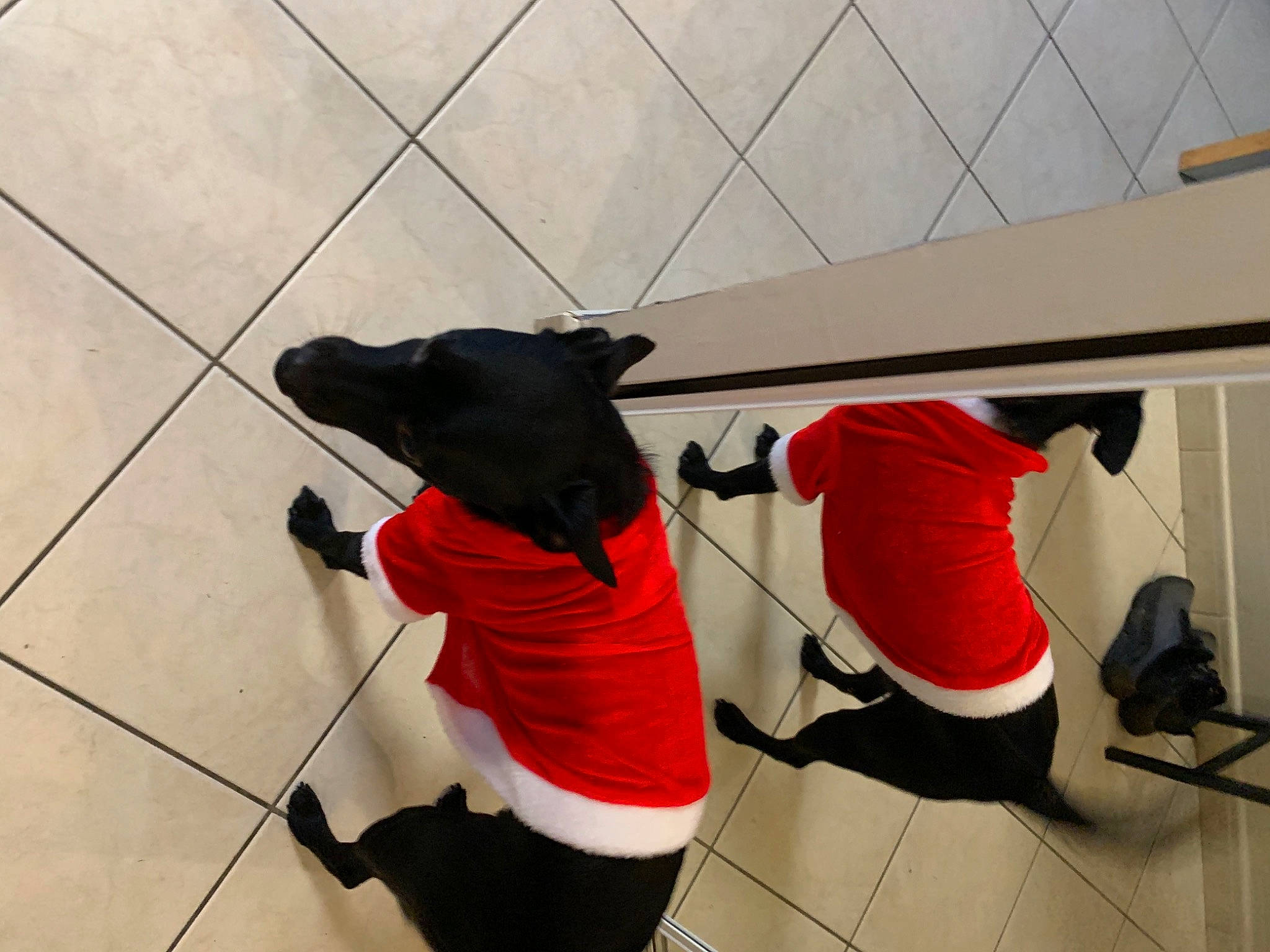 Goku a rejoint le concours — aidez-le/la à gagner de superbes lots ! bag, carmine, carnivore, collar, companion_dog, dog, dog_breed, dog_clothes, dog_supply, felidae, floor, flooring, fur, leash, pet_supply, snout, sporting_group, stuffed_toy, tail, working_animal