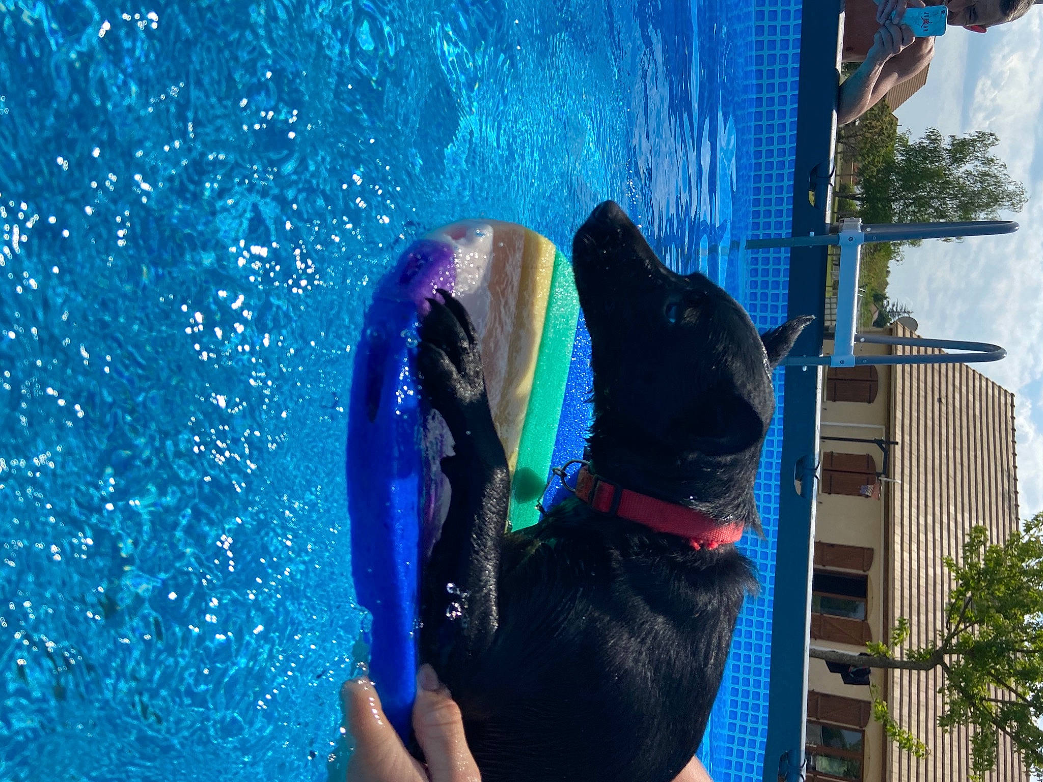 Goku a rejoint le concours — aidez-le/la à gagner de superbes lots ! azure, blue, building, canidae, carnivore, dog_breed, electric_blue, fashion_accessory, fun, guard_dog, leisure, personal_protective_equipment, plant, recreation, reflection, sky, sporting_group, tail, tree, water