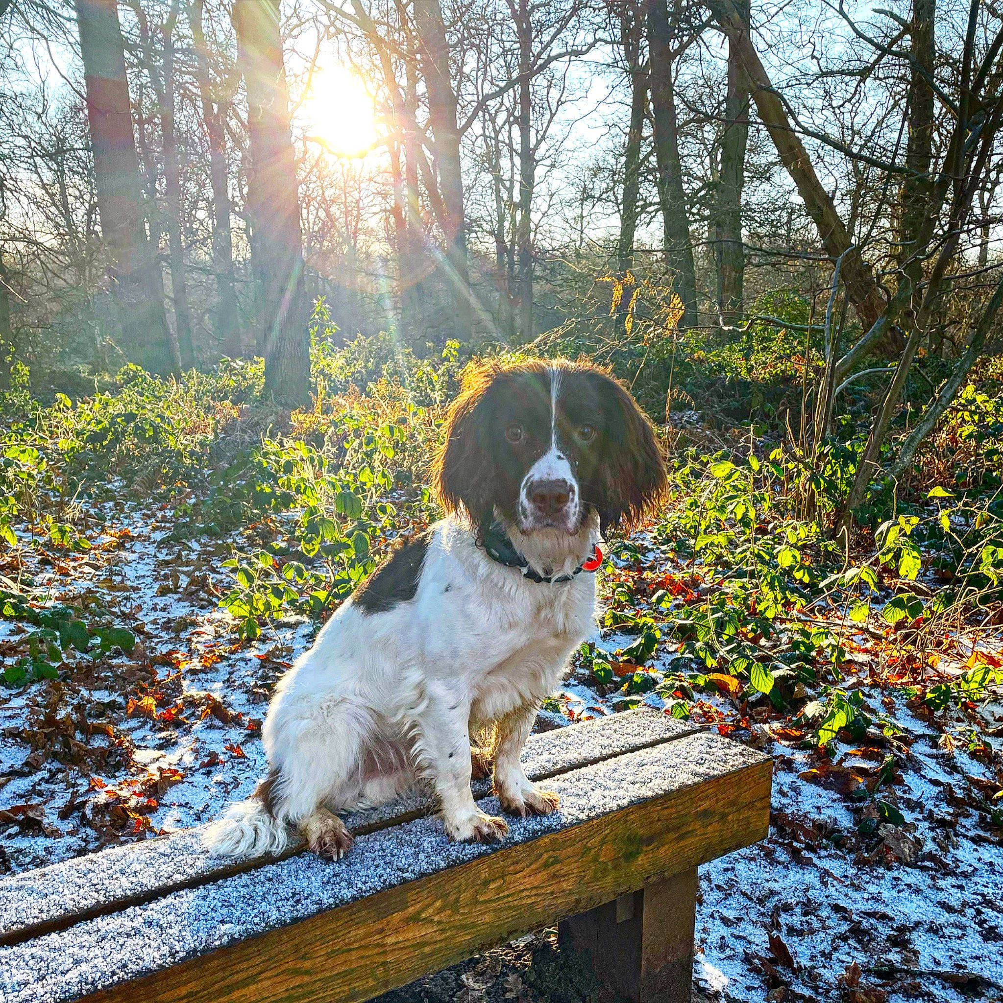 Woody joined the competition — help win amazing prizes! canidae, carnivore, companion_dog, dog, dog_breed, fawn, grass, gun_dog, landscape, landseer, leaf, lens_flare, natural_landscape, plant, sky, snout, sporting_group, sunlight, tail, tree
