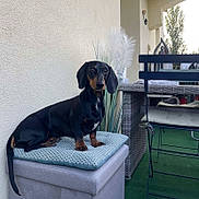 Nala a rejoint le concours — aidez-le/la à gagner de superbes lots ! animal, chair, companion, cushion, dachshund, dog, domestic_animal, ears, furniture, greenery, looking, ottoman, outdoor, patio, pet, plant, resting, sitting, tail, wicker