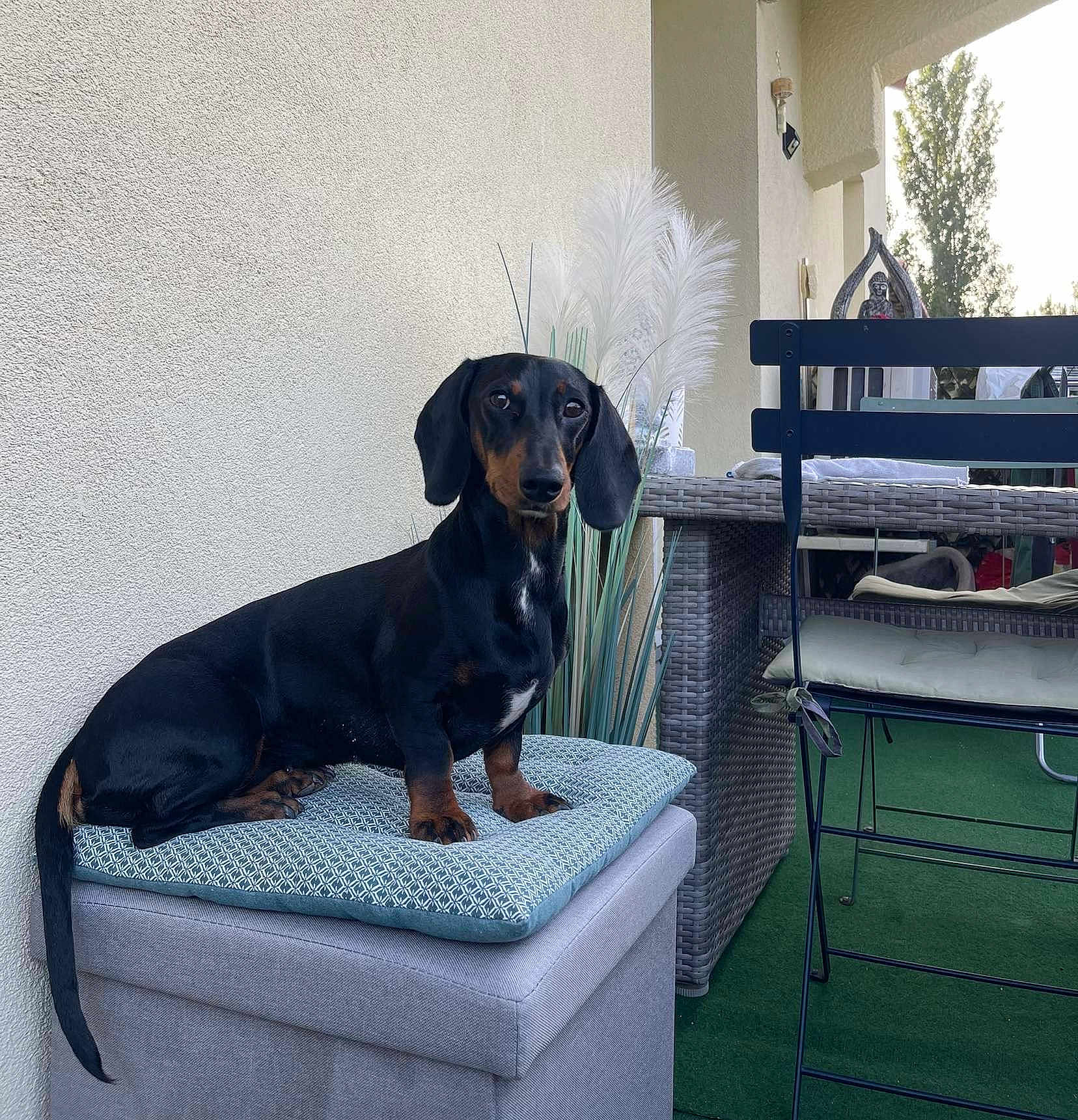 Nala