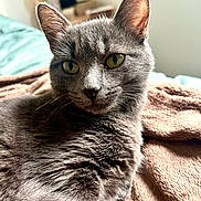 Mendi participe au concours pour gagner de l'argent avec cette photo : cat, gray_cat, pet, feline, animal, indoor, bedroom, blanket, cozy, fur, whiskers, ears, green_eyes, closeup, portrait, relaxed, resting, soft_light, domestic_cat, cute