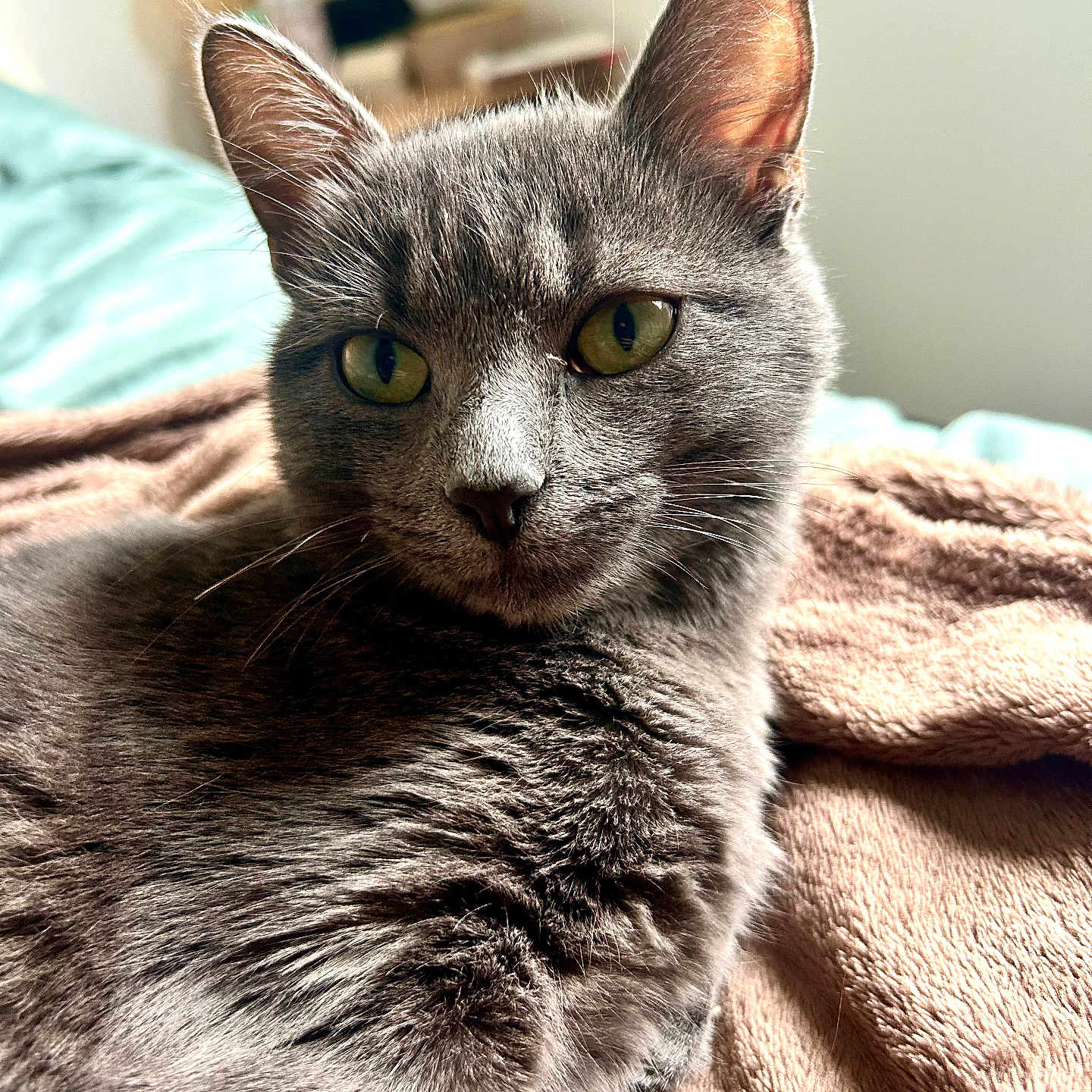 Mendi participe au concours pour gagner de l'argent avec cette photo : animal, bedroom, blanket, cat, closeup, cozy, cute, domestic_cat, ears, feline, fur, gray_cat, green_eyes, indoor, pet, portrait, relaxed, resting, soft_light, whiskers