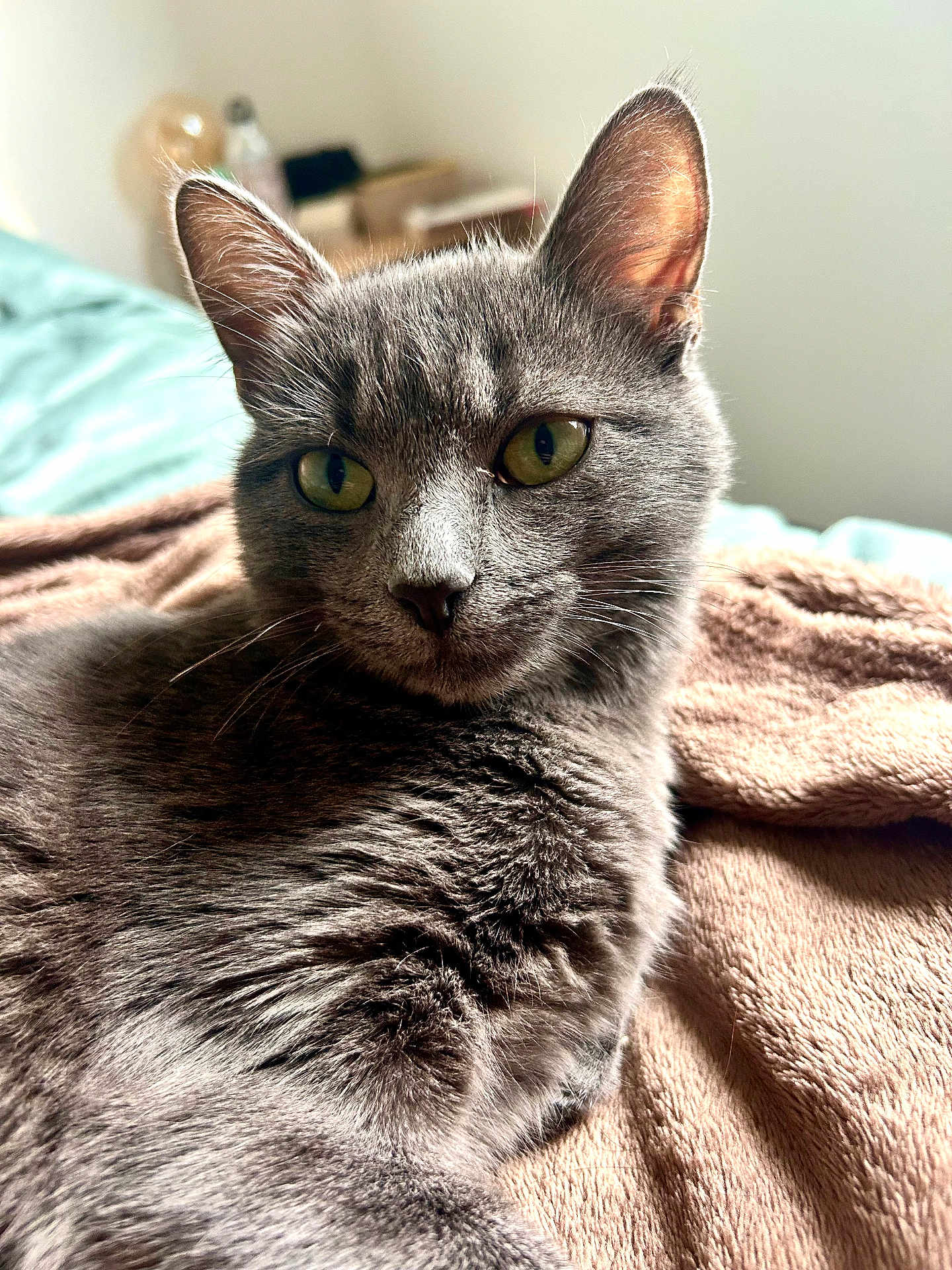 Mendi participe au concours pour gagner de l'argent avec cette photo : cat, gray_cat, pet, feline, animal, indoor, bedroom, blanket, cozy, fur, whiskers, ears, green_eyes, closeup, portrait, relaxed, resting, soft_light, domestic_cat, cute
