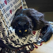Percy joined the competition — help win amazing prizes! black_cat, cat, feline, pet, animal, yellow_eyes, fluffy, blanket, fleece, heart_pattern, text_pattern, cozy, lounge, indoor, resting, looking_at_camera, tail, fur, comfortable, household