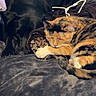 Ophelia joined the competition — help win amazing prizes! dog, cat, calico_cat, black_dog, sleeping, resting, cozy, blanket, plush_toy, indoor, pet, animal, fur, cute, companion, snuggle, relaxing, friendship, soft, napping