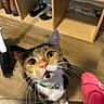 Ophelia joined the competition — help win amazing prizes! cat, calico_cat, pet, animal, whiskers, eyes, floor, wooden_floor, shoe_rack, shoes, pink_shoe, collar, indoor, curious, close_up, feline, domestic_animal, looking_up, cute, fur