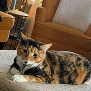 Ophelia is registered to the contest to win money with this photo: cat, calico_cat, pet, feline, indoor, living_room, armchair, pillow, table, plant, fairy_lights, cozy, resting, furniture, window, natural_light, home_decor, relaxation, patterned_ottoman, domestic_animal