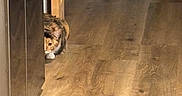 Ophelia joined the competition — help win amazing prizes! cat, wooden_floor, cabinet, storage_bins, indoor, peek, curious, pet, animal, feline, flooring, home, cozy, hidden, quiet, brown, orange, tabby, sneaky, resting