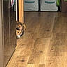cat, wooden_floor, cabinet, storage_bins, indoor, peek, curious, pet, animal, feline, flooring, home, cozy, hidden, quiet, brown, orange, tabby, sneaky, resting
