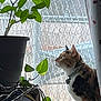 cat, indoor, houseplant, potted_plant, window, chain_link_fence, curtain, collar, pet, feline, green_leaves, domestic_animal, looking_out, side_profile, natural_light, plant_pot, animal, quiet, home, cozy