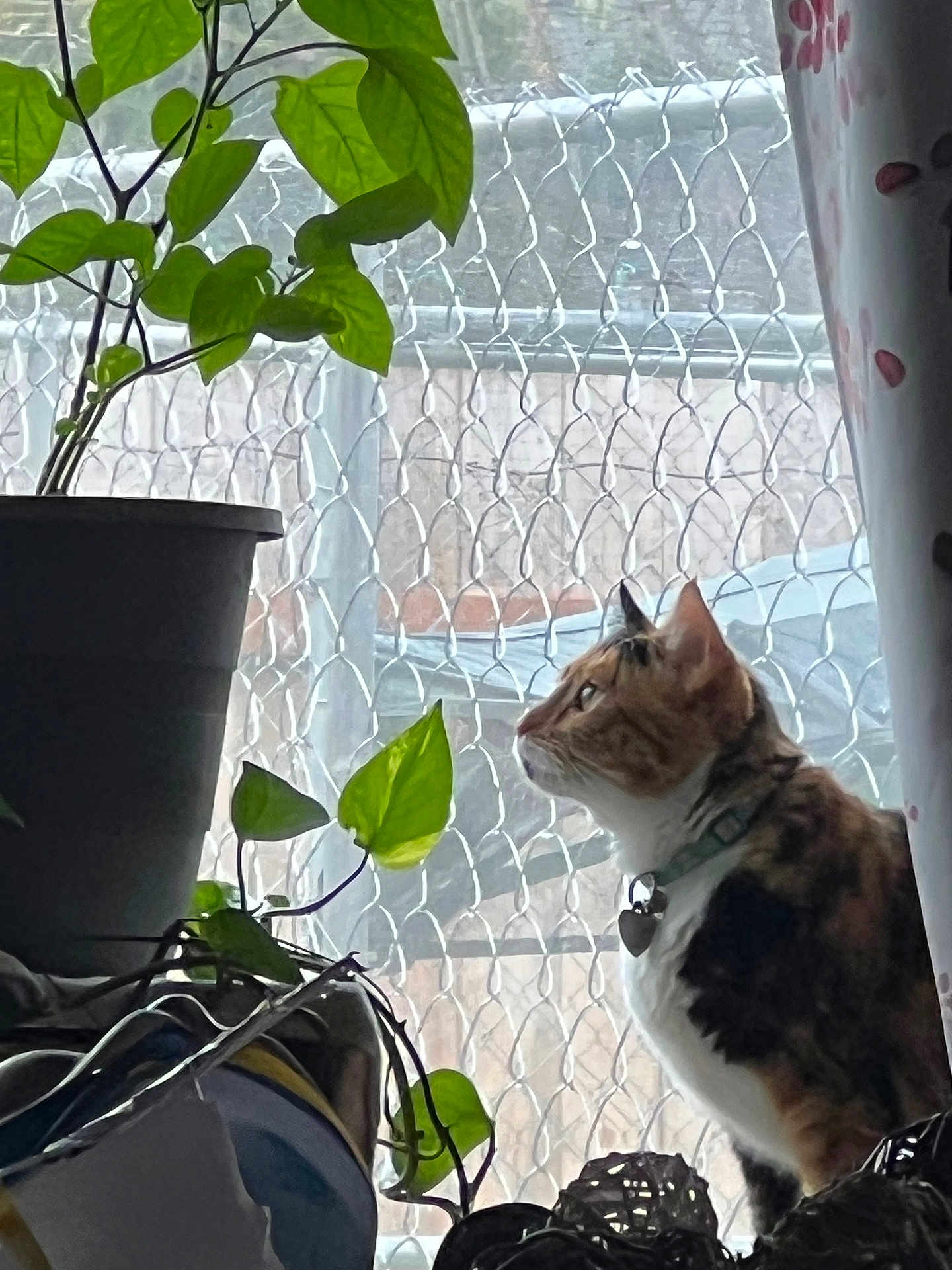 Ophelia is registered to the contest to win money with this photo: cat, indoor, houseplant, potted_plant, window, chain_link_fence, curtain, collar, pet, feline, green_leaves, domestic_animal, looking_out, side_profile, natural_light, plant_pot, animal, quiet, home, cozy