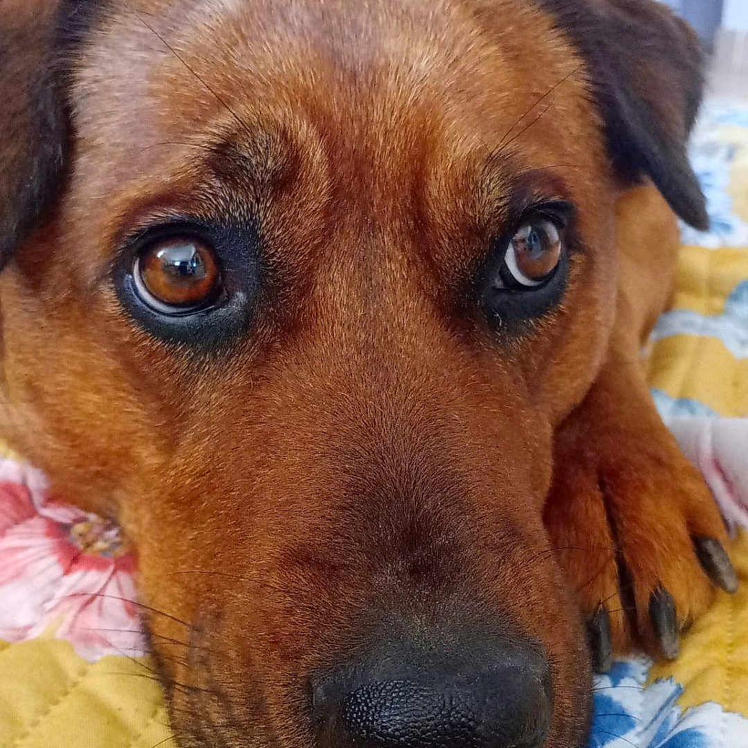 Toundra