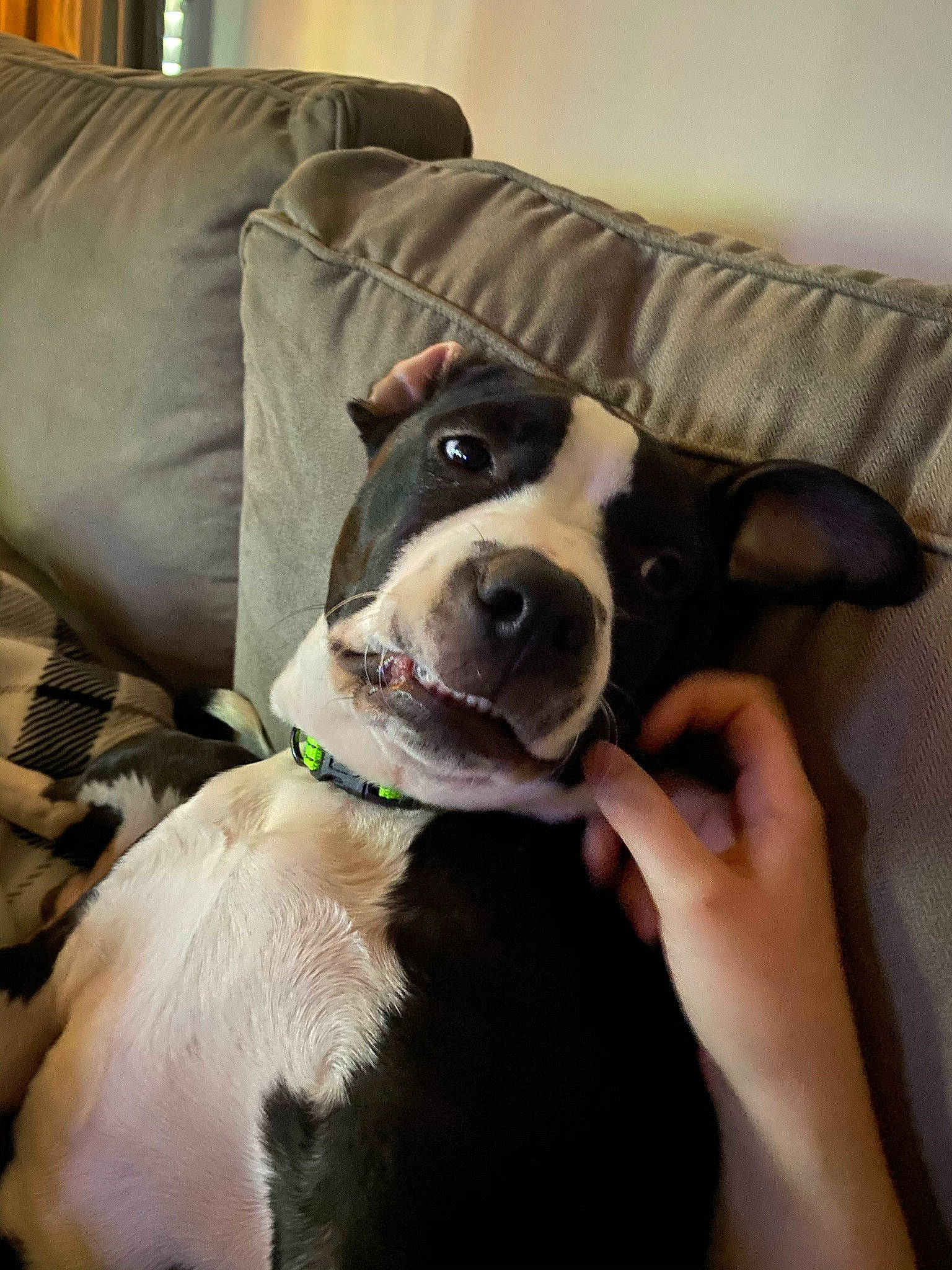 Mac is registered to the contest to win money with this photo: canidae, carnivore, collar, comfort, companion_dog, couch, dog, dog_breed, dog_collar, fur, living_room, mammal, nail, pet_supply, snout, sporting_group, tongue, whiskers, working_animal, working_dog