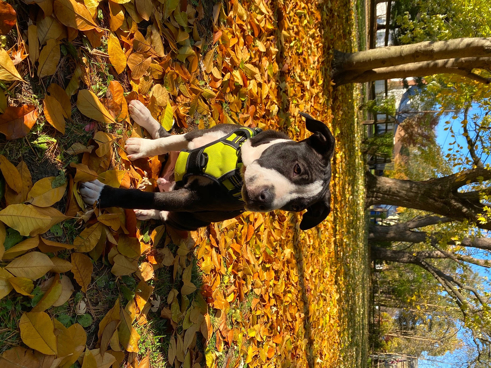 Mac joined the competition — help win amazing prizes! american_staffordshire_terrier, autumn, branch, canidae, carnivore, companion_dog, deciduous, dog, dog_breed, dog_supply, guard_dog, hunting_dog, leaf, molosser, non_sporting_group, snout, sporting_group, trunk, working_animal, working_dog