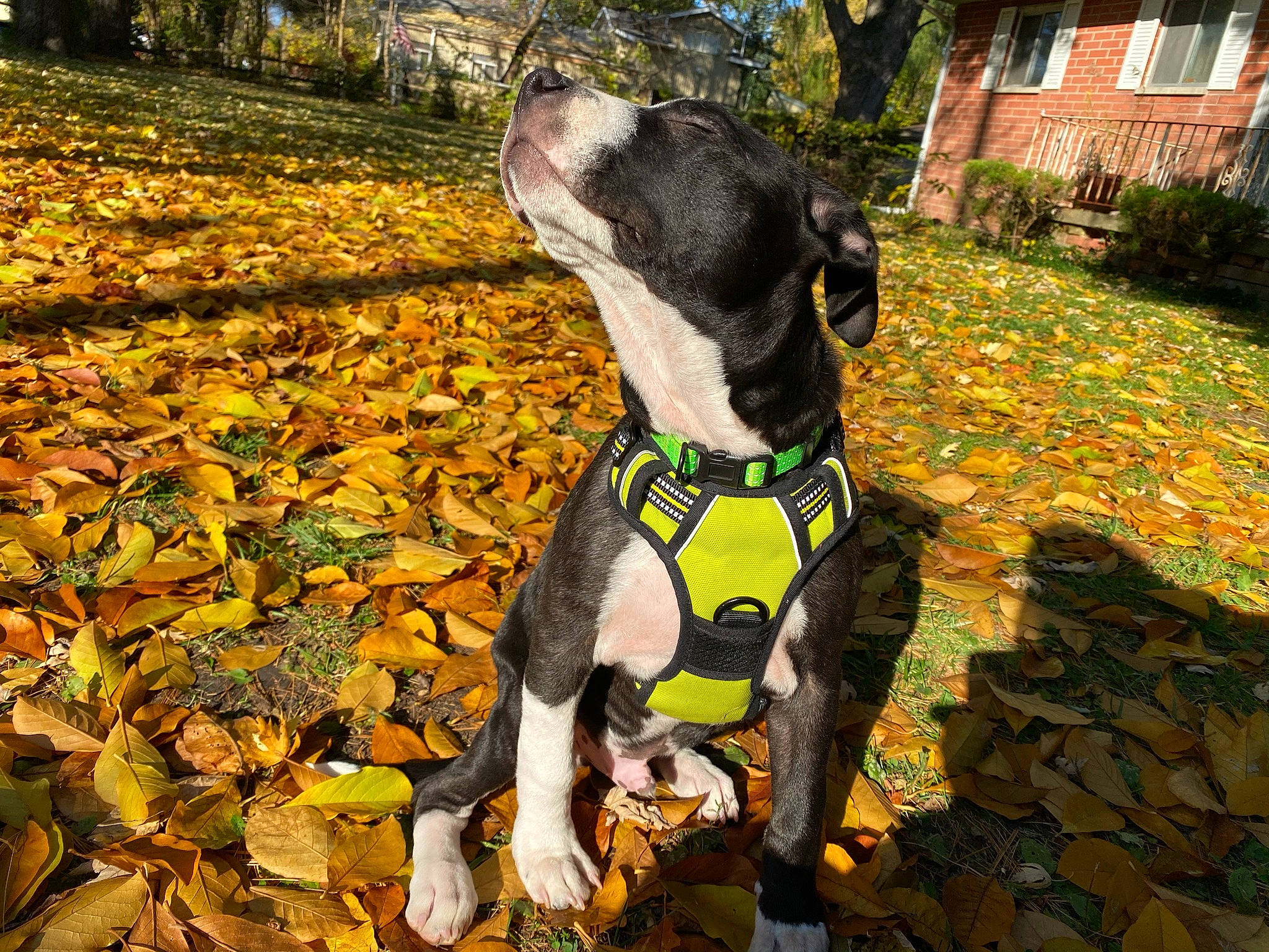 Mac is registered to the contest to win money with this photo: autumn, canidae, carnivore, collar, companion_dog, cottage, deciduous, dog, dog_breed, dog_clothes, dog_collar, dog_supply, leaf, leash, pet_supply, snout, sporting_group, working_animal, working_dog, yard