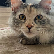 Bella a rejoint le concours — aidez-le/la à gagner de superbes lots ! cat, close_up, curious, fluffy, fur, lying_down, beige, fabric, whiskers, ears, eyes, portrait, indoor, pet, animal, feline, looking, head, soft_light, background_blur