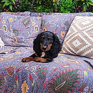 Buddy participe au concours pour gagner de l'argent avec cette photo : puppy, dog, black_and_tan, cocker_spaniel, pet, animal, portrait, sitting, lying_down, floppy_ears, brown_eyes, indoor, sofa, couch, cushion, patterned_fabric, colorful, plants, jungle_backdrop, photography