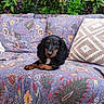 puppy, dog, black_and_tan, cocker_spaniel, pet, animal, portrait, sitting, lying_down, floppy_ears, brown_eyes, indoor, sofa, couch, cushion, patterned_fabric, colorful, plants, jungle_backdrop, photography