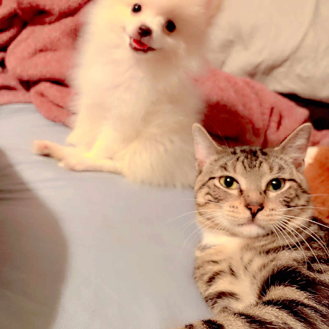 Valentino joined the competition — help win amazing prizes! dog, cat, bed, pink_blanket, white_dog, tabby_cat, pets, indoor, animal, fur, cute, relaxed, lying_down, friendly, cozy, domestic, companion, whiskers, ears, face