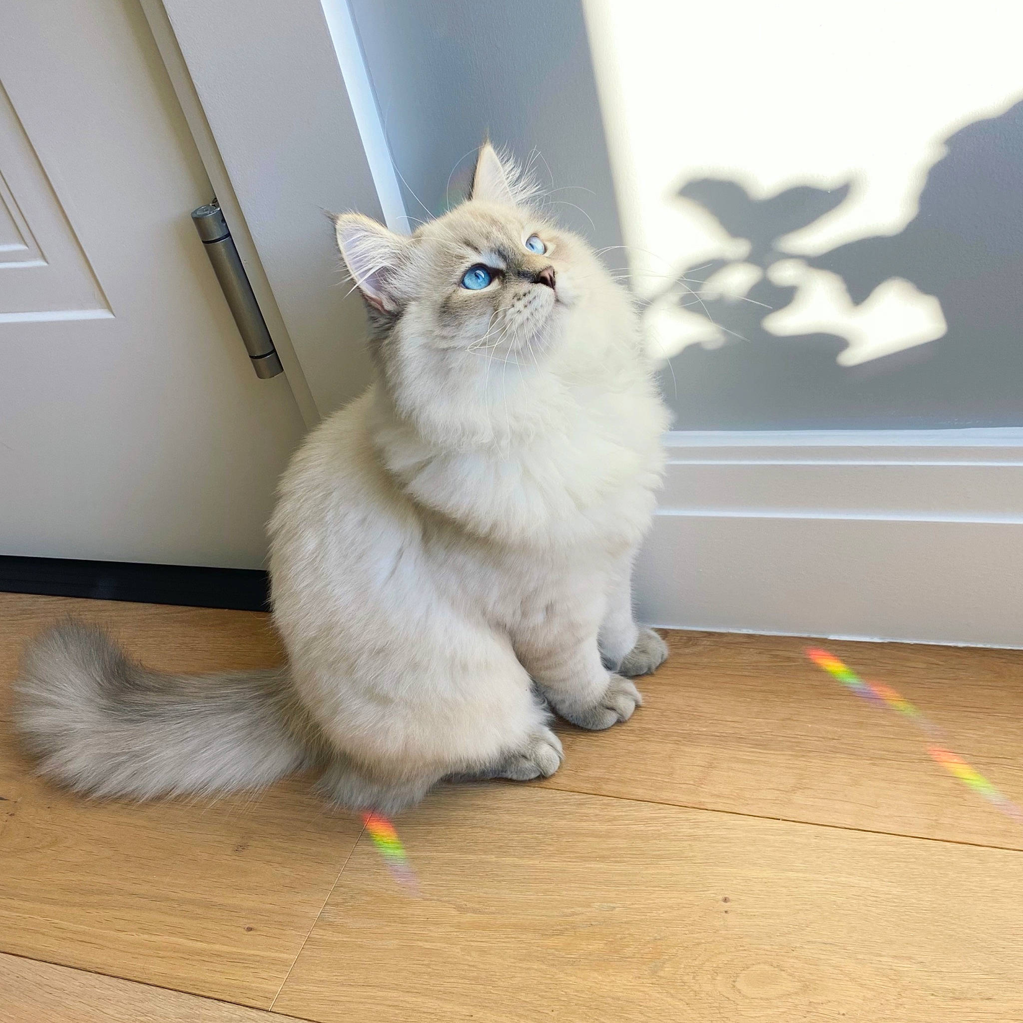 Chad is registered to the contest to win money with this photo: british_longhair, carnivore, cat, claw, comfort, domestic_short_haired_cat, fawn, felidae, floor, flooring, foot, fur, hardwood, paw, small_to_medium_sized_cats, snout, tail, whiskers, wood, wood_flooring