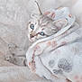 Kiara a rejoint le concours — aidez-le/la à gagner de superbes lots ! kitten, cat, blue_eyes, blanket, soft_texture, cozy, fur, cute, pet, animal, indoor, resting, sleepy, warm, snuggle, comfort, closeup, white, patterned_blanket, tiny
