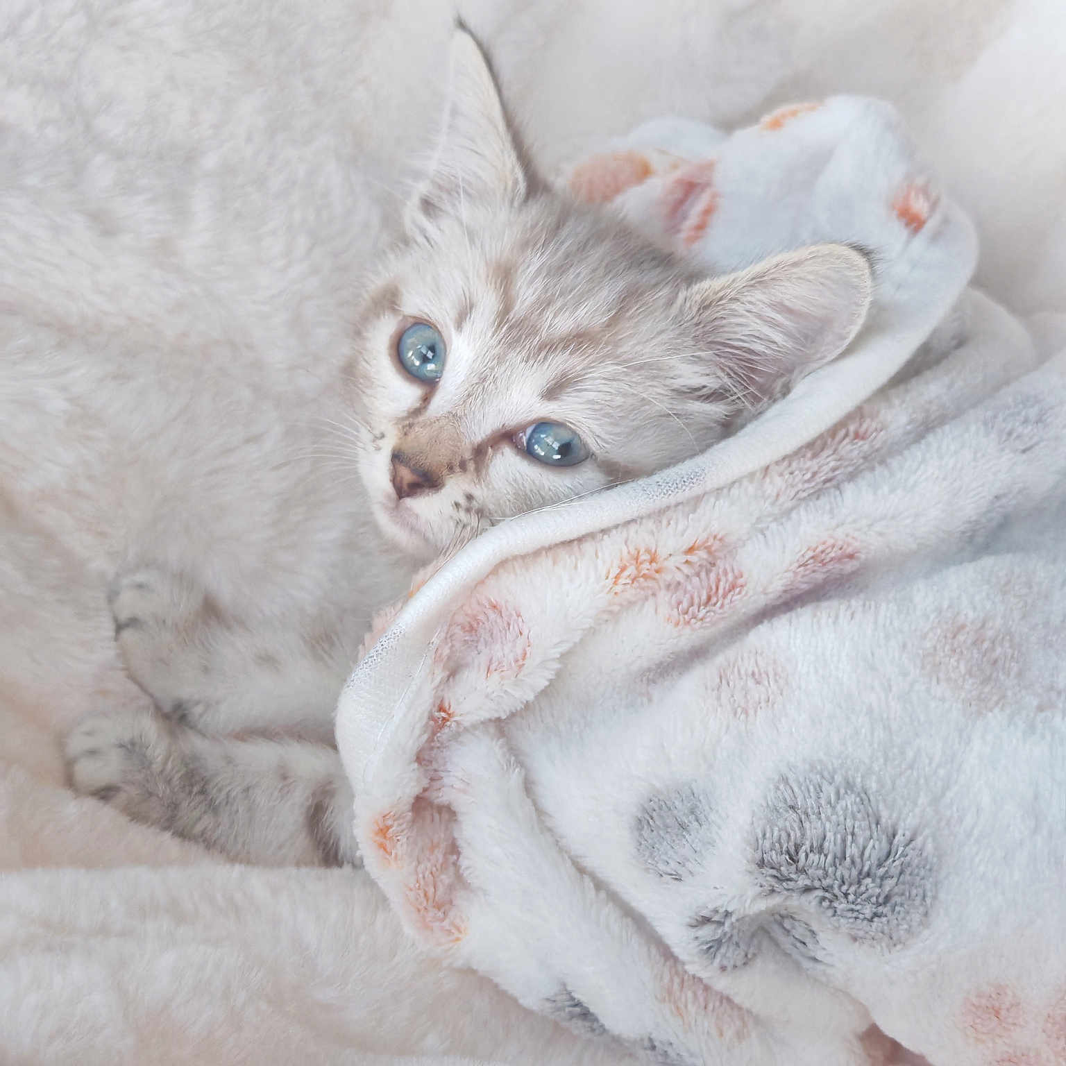 Kiara a rejoint le concours — aidez-le/la à gagner de superbes lots ! animal, blanket, blue_eyes, cat, closeup, comfort, cozy, cute, fur, indoor, kitten, patterned_blanket, pet, resting, sleepy, snuggle, soft_texture, tiny, warm, white