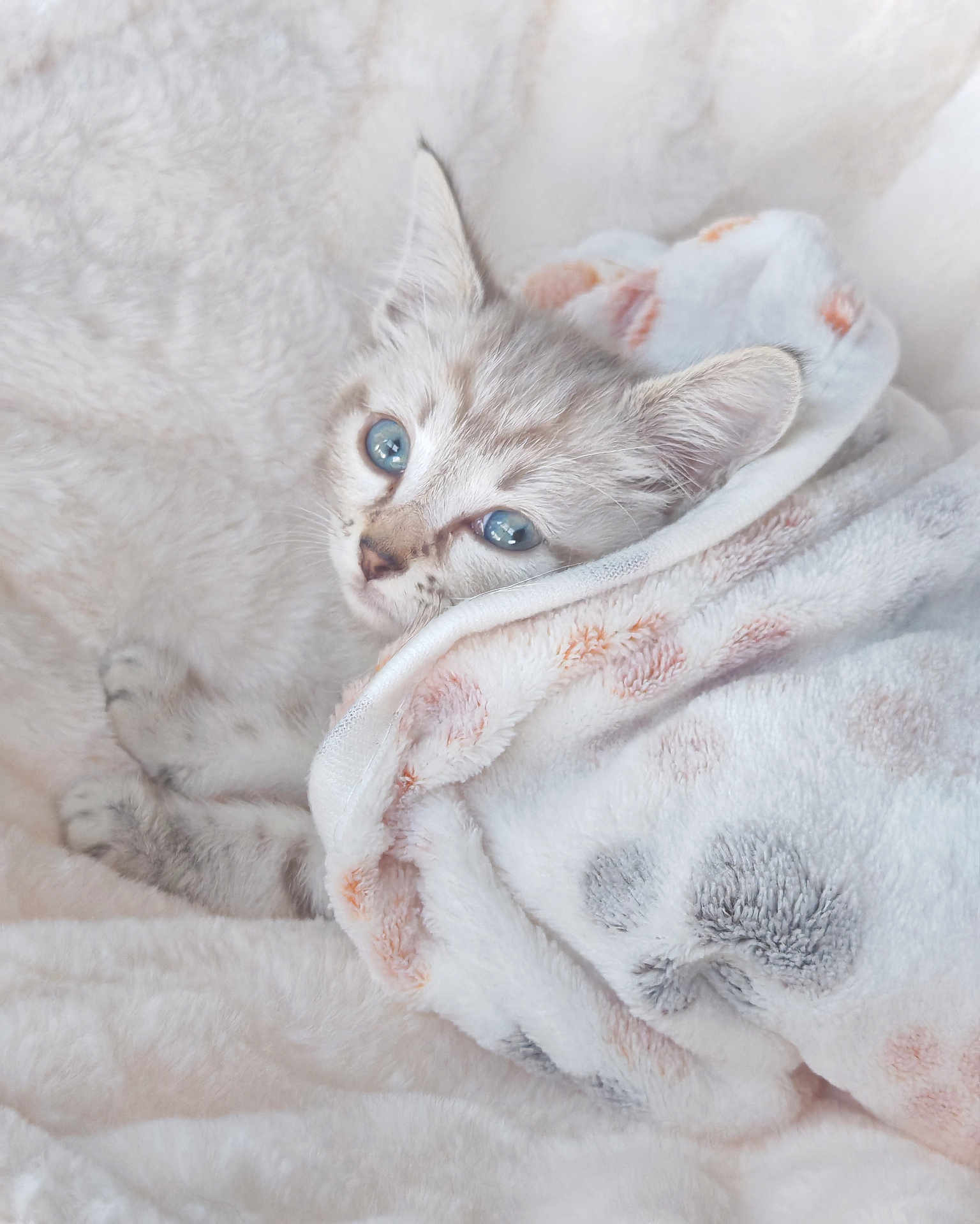 Kiara a rejoint le concours — aidez-le/la à gagner de superbes lots ! kitten, cat, blue_eyes, blanket, soft_texture, cozy, fur, cute, pet, animal, indoor, resting, sleepy, warm, snuggle, comfort, closeup, white, patterned_blanket, tiny