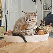 Kiara a rejoint le concours — aidez-le/la à gagner de superbes lots ! kitten, cat, indoor, table, wooden_table, decor, dried_flowers, tray, small_broom, curious, pet, feline, animal, home, cute, young_cat, domestic_cat, sitting, cozy, soft_light