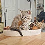 kitten, cat, indoor, table, wooden_table, decor, dried_flowers, tray, small_broom, curious, pet, feline, animal, home, cute, young_cat, domestic_cat, sitting, cozy, soft_light