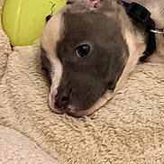 Kane joined the competition — help win amazing prizes! puppy, dog, blanket, tennis_ball, pet, close_up, resting, sleepy, collar, cute, indoor, furry, animal, young_dog, soft_texture, beige, black, brown, tan, relaxed