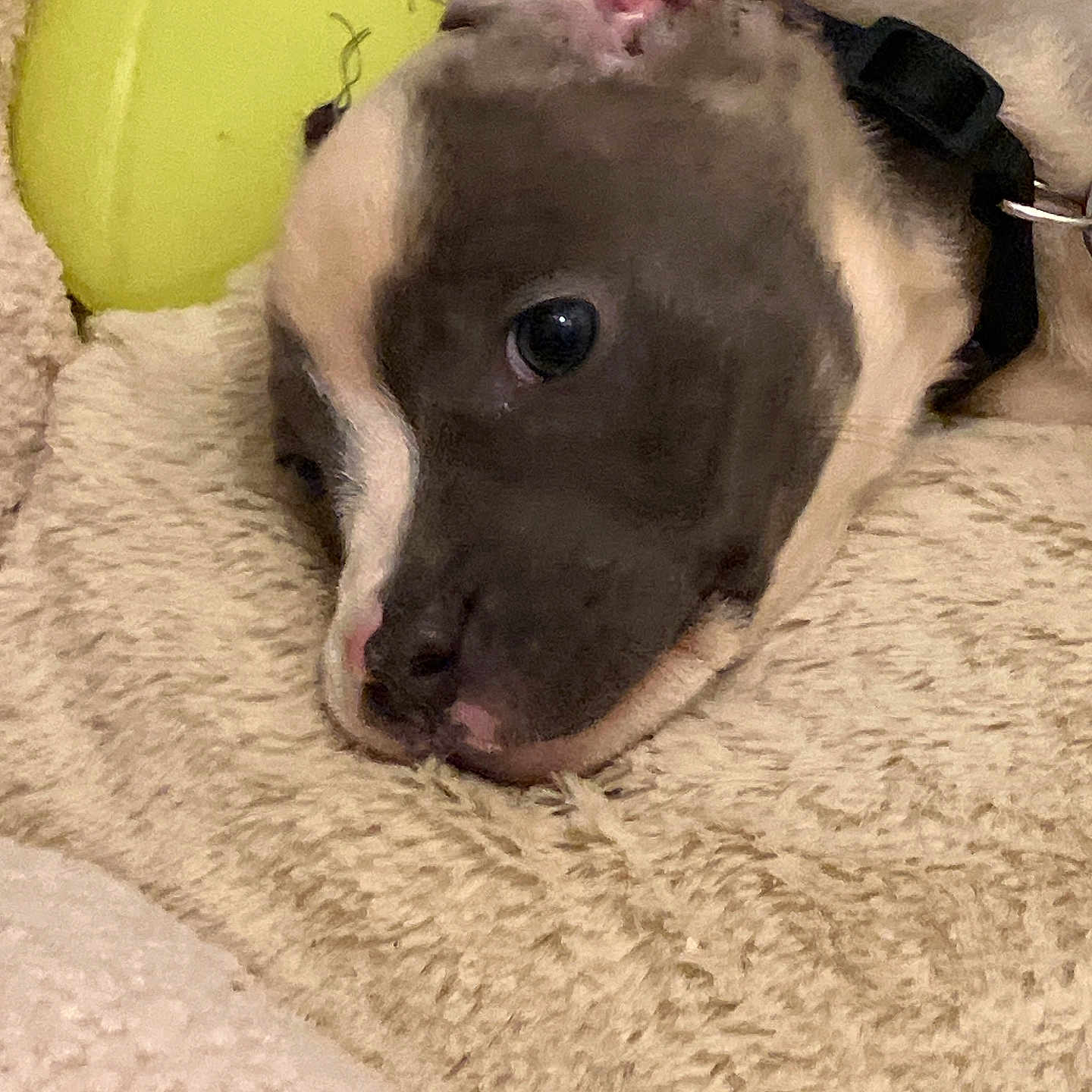 Kane joined the competition — help win amazing prizes! puppy, dog, blanket, tennis_ball, pet, close_up, resting, sleepy, collar, cute, indoor, furry, animal, young_dog, soft_texture, beige, black, brown, tan, relaxed