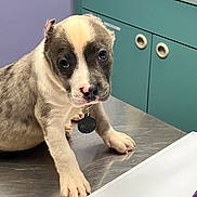 Kane is registered to the contest to win money with this photo: animal, cabinet, collar, concerned, cute, dog, ears, expression, face, indoor, metal_surface, paw, pet, puppy, purple_wall, table, tag, teal_cabinet, veterinary_clinic, young_dog