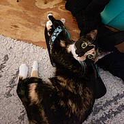 Riley is registered to the contest to win money with this photo: cat, calico_cat, carpet, wooden_floor, shoe, sock, pet, indoor, fur, animal, curious, looking_up, closeup, domestic_animal, floor, black, white, orange, paws, resting