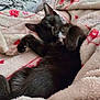 black_cat, kitten, sleeping, blanket, cozy, fluffy, indoor, pet, fur, cute, relaxed, resting, animal, soft_texture, comfort, napping, home, closeup, adorable, warm