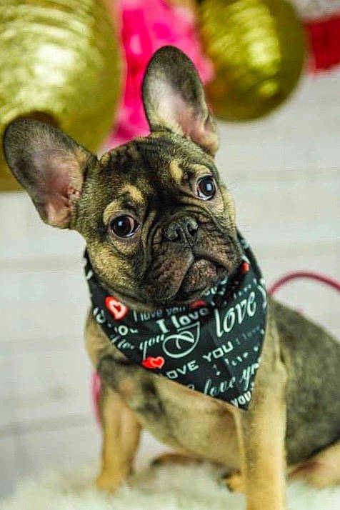 Ripley is registered to the contest to win money with this photo: carnivore, collar, dog, dog_breed, dog_collar, dog_supply, fawn, french_bulldog, leash, mammal, non_sporting_group, pet_supply, puppy, skin, snout, toy_dog, vertebrate, whiskers, working_animal, world