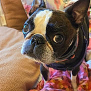 Jax is registered to the contest to win money with this photo: dog, boston_terrier, pet, close_up, indoor, blanket, curious, animal, cute, face, ears, fur, collar, standing, looking, household, cozy, colorful, expression, companion