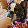 dog, boston_terrier, pet, close_up, indoor, blanket, curious, animal, cute, face, ears, fur, collar, standing, looking, household, cozy, colorful, expression, companion