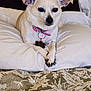 dog, small_dog, pet, collar, pink_collar, pillow, bed, crossed_paws, white_pillow, resting, indoor, cute, animal, canine, fur, ears, bedspread, floral_pattern, relaxed, portrait