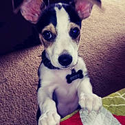 Ozzy is registered to the contest to win money with this photo: puppy, dog, indoor, carpet, quilt, ears, pet, cute, animal, curious, collar, tag, black_and_white, small, young, looking_up, front_paws, floor, domestic, companion